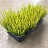 CALLUNA 11 CM SKYLINE LJUSGRÖN 1X10